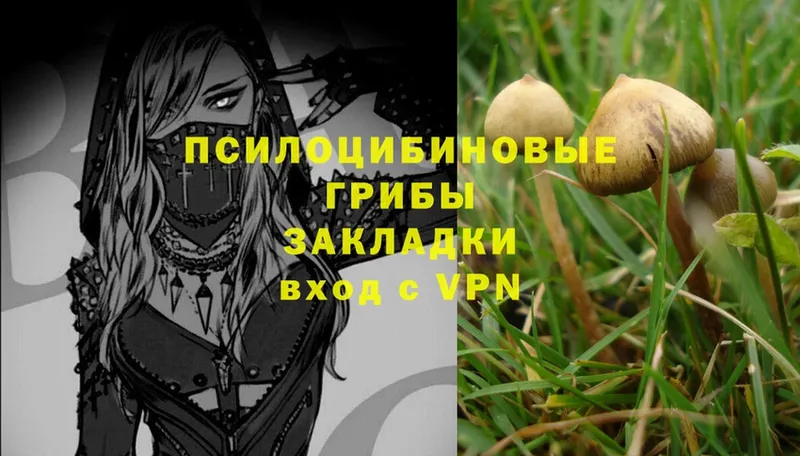 хочу   Семикаракорск  Галлюциногенные грибы Psilocybe 